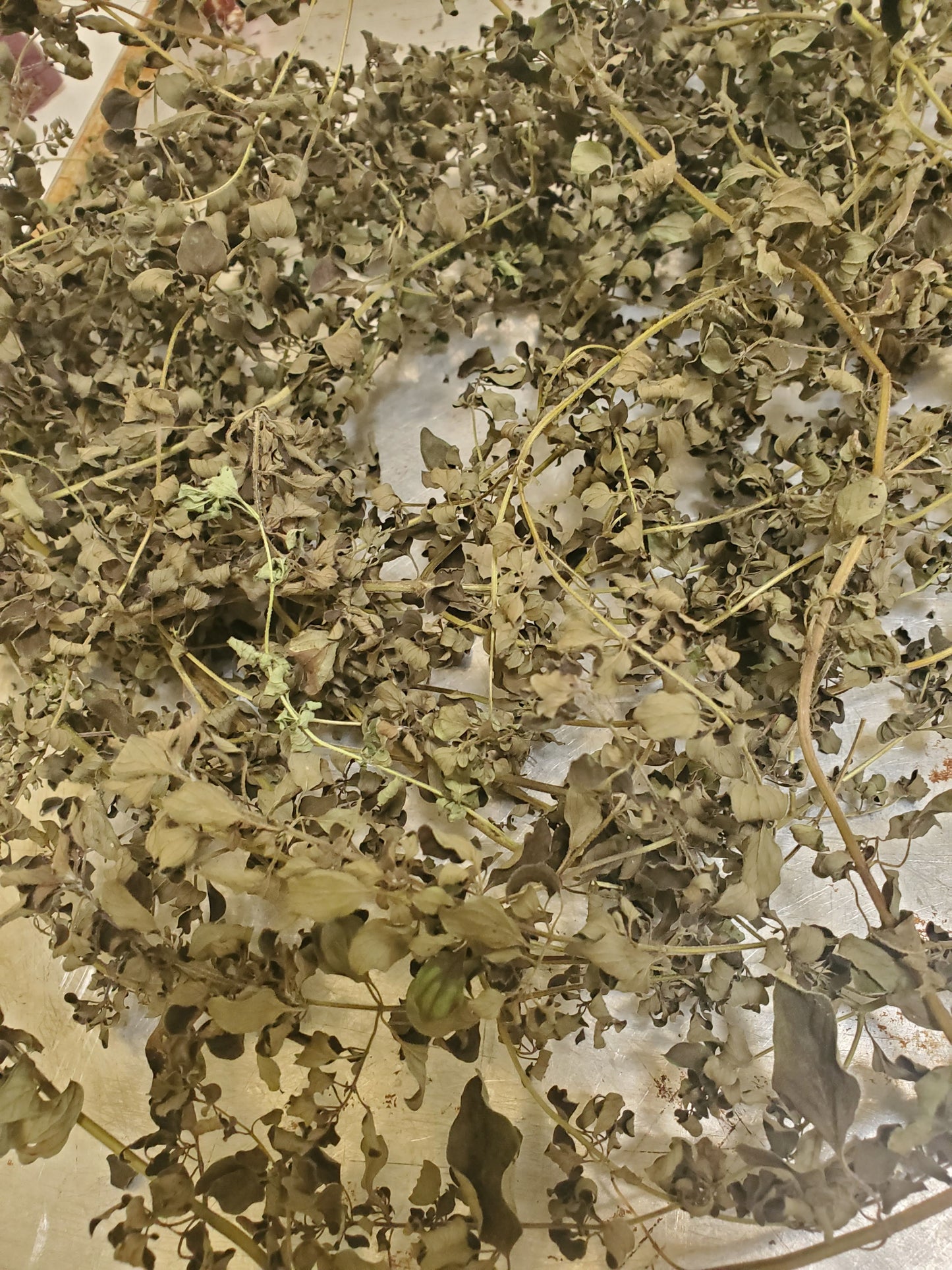 Oregano leaf extract, Origanum vulgare