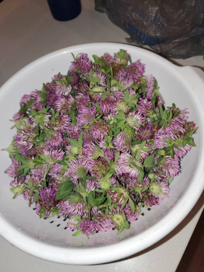 Red Clover Flower Extract, Trifolium pratense