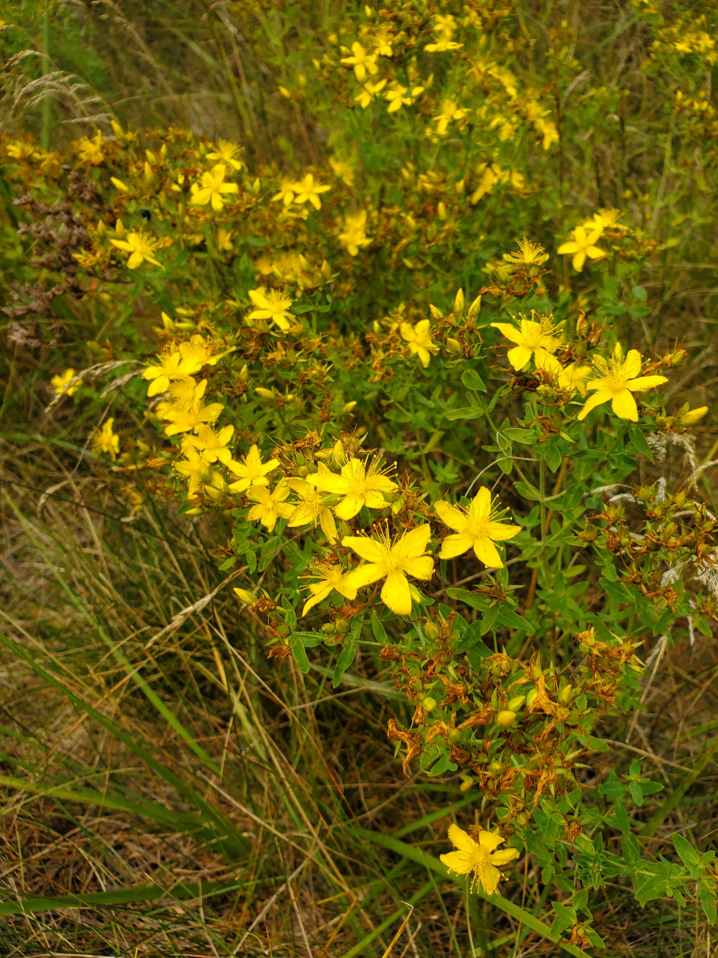 St Johns Wort Tincture, Hypericum perforatum