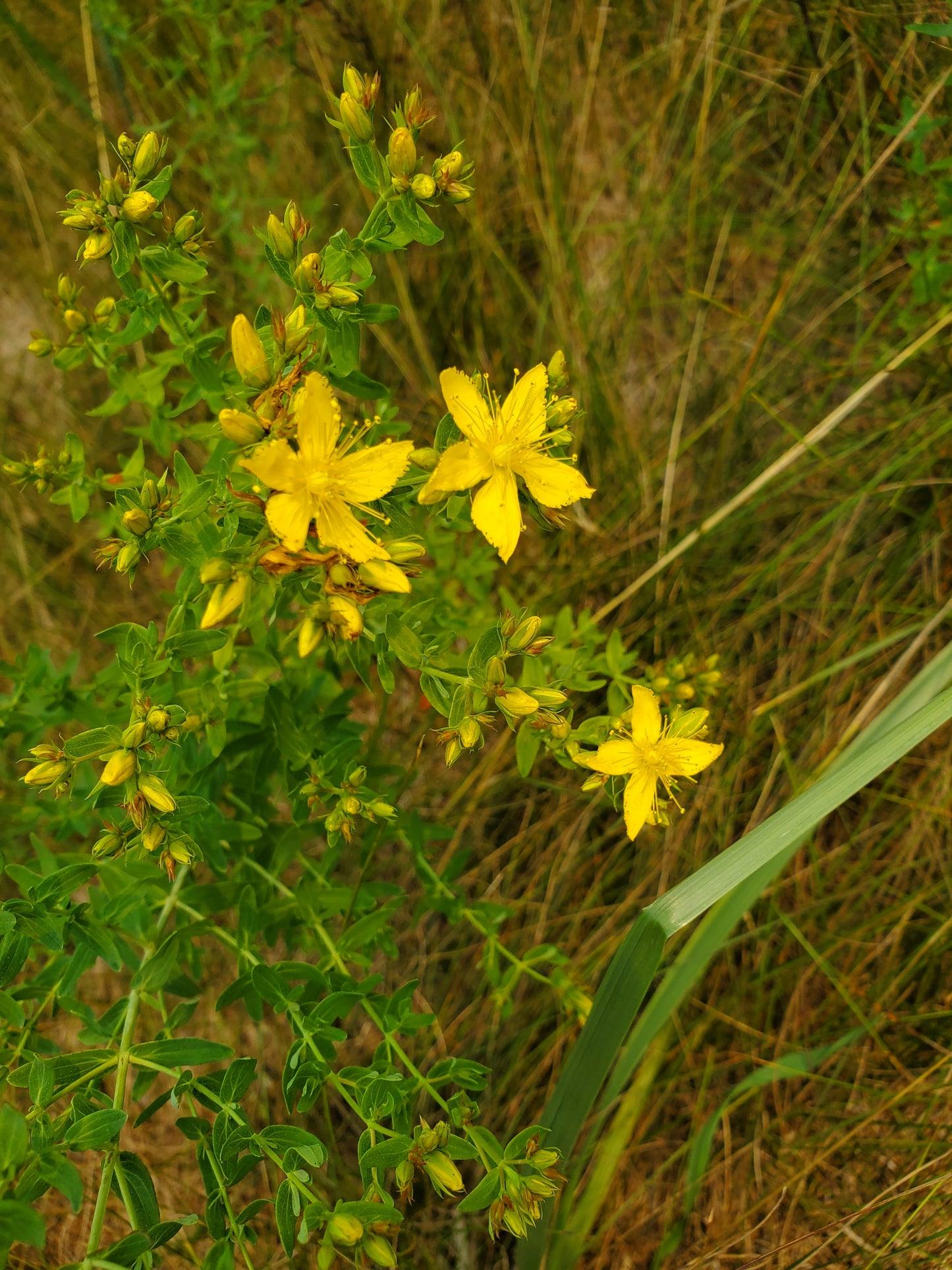 St Johns Wort Tincture, Hypericum perforatum