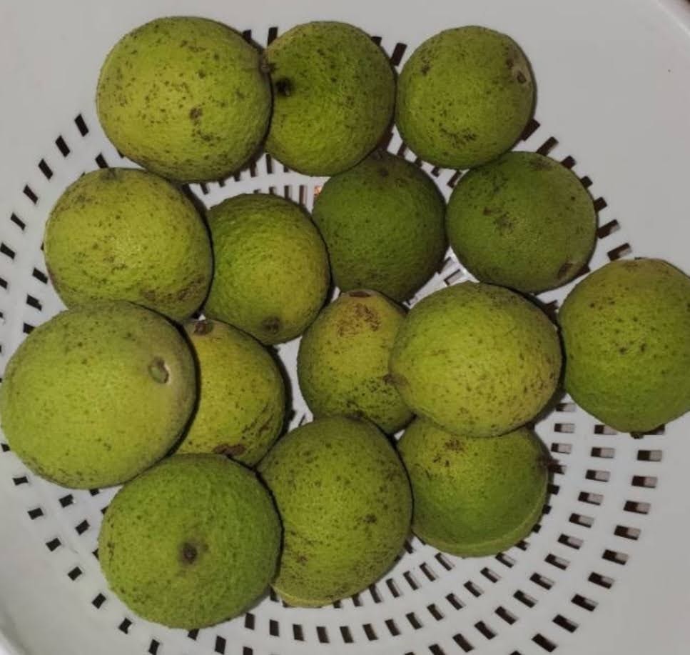 Black Walnut extract juglans nigra – MannaHerbalsLLC