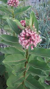 Milkweed extract, Asclepias syriaca