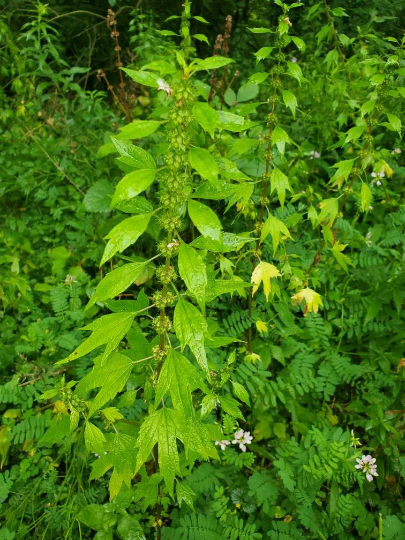 Motherwort herbal extract , Leonurus cardiaca