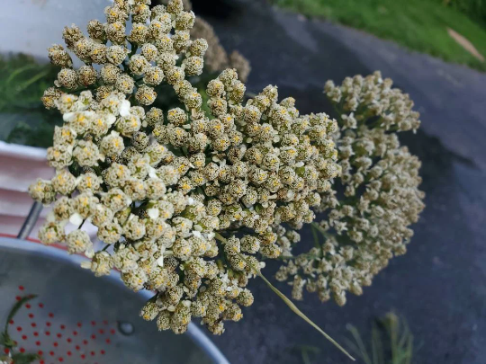 Yarrow flower extract, Achillea millefolium